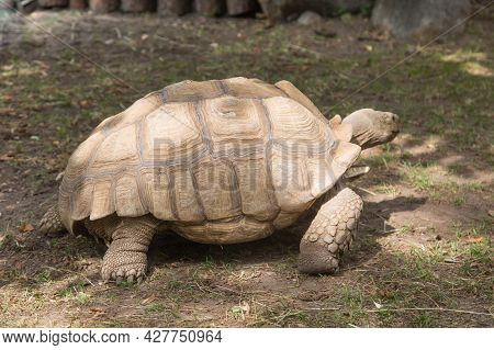 Seychelles Giant Turtle Or Giant Turtle (latin: Aldabrachelys Gigantea) With A Beautiful Shell Patte