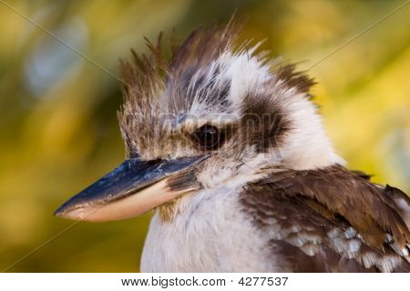 Australian Kookaburra