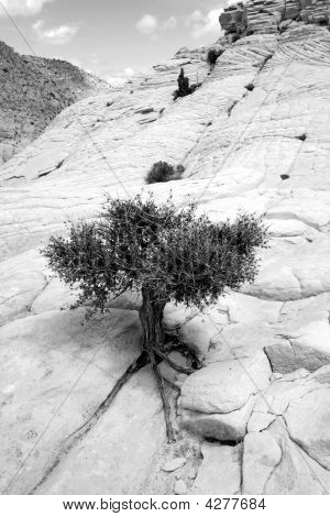 Close Up sulle rocce con un piccolo albero - Snow Canyon Utah