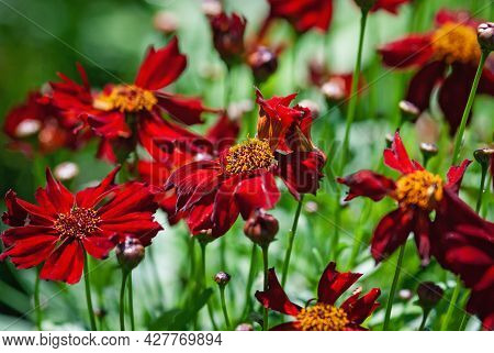 Coreopsis Red Satin (tickseed) Flowers Close Up