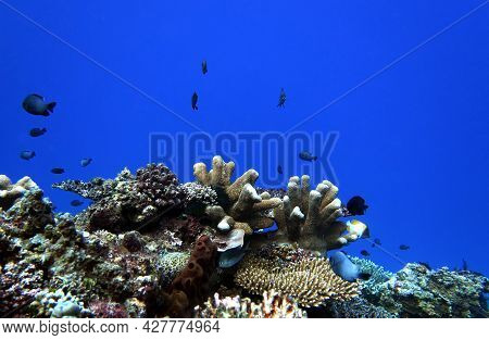 Warty Bush Coral In Blue Water Maniquin Island Philippines