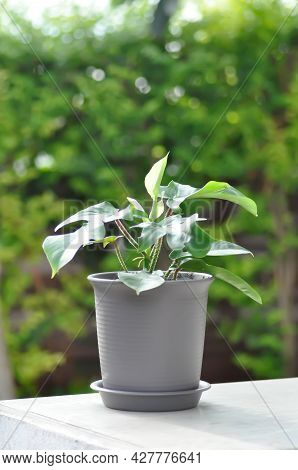 Philodendron Pedatum, Philodendron Plant In The Garden