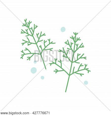 Two Sprigs Of Dill Isolated On White. Natural Ingredient. Culinary Herb.