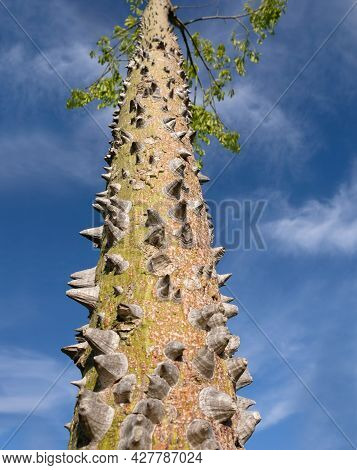Ceiba Speciosa Tree Trunk Close Up On A Summer Day