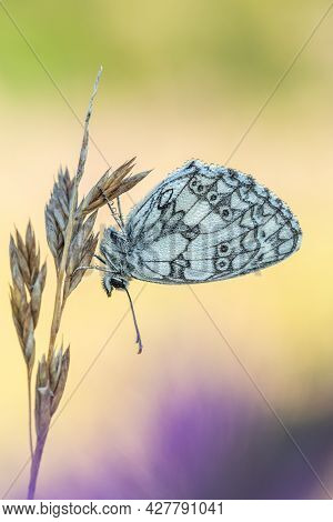 Beautiful Nature Scene With Butterfly Marbled White (melanargia Galathea) . Macro Shot Of Butterfly 