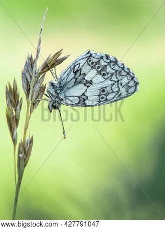 Beautiful Nature Scene With Butterfly Marbled White (melanargia Galathea) . Macro Shot Of Butterfly 