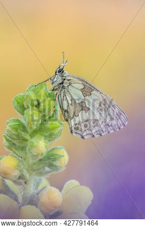Beautiful Nature Scene With Butterfly Marbled White (melanargia Galathea). Macro Shot Of Butterfly M