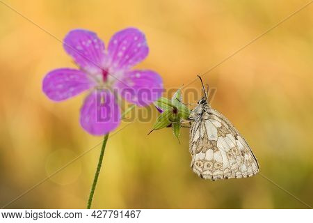 Beautiful Nature Scene With Butterfly Marbled White (melanargia Galathea). Macro Shot Of Butterfly M