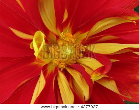 Fireflower2