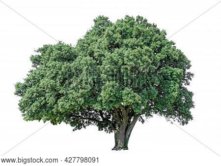 Big Greenery Holly Oak Tree Isolated, An Evergreen Leaves Plant Di Cut On White Background With Clip