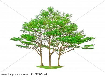 Three Trees Isolated, Group Of Black Afara Tree, Known As Many Name Are Ivory Coast Almond, Idigbo, 