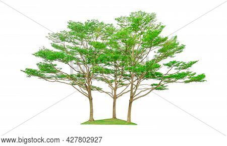 Three Trees Isolated, Group Of Black Afara Tree, Known As Many Name Are Ivory Coast Almond, Idigbo, 