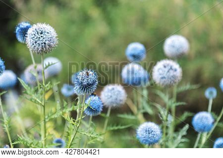 Globe Thistle Echinops Bannaticus Blue Flowers, Selective Focus