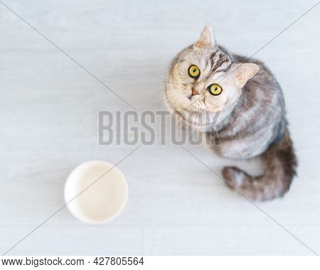 Top View Adorable Grey Scottish Hungry Cat Wants To Eat, Looking Pitifully To Camera Kitten Siting I