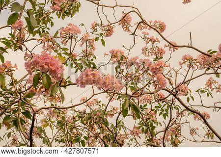 Bunches Of Pink Trumpet Shrub Flowering Tree Blossom In Spring On Green Leaves Branches And Twig, Un