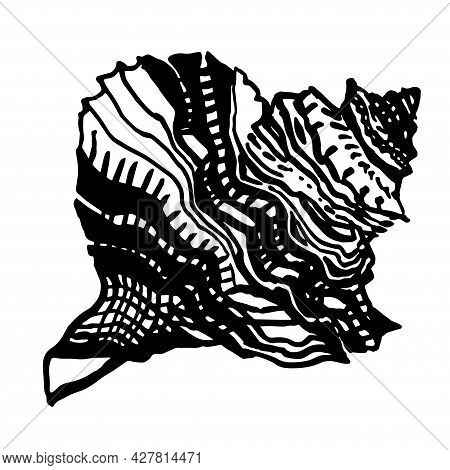 Ocean Ornamental Seashell Of Freehand Black Ink Line Isolated On White. Amazing Inhabitant Of The Se