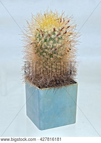 Cactus Mamillaria Magnifica (latin Name), Age Twelve Years. Faded Buds Are Visible Among The Thorns.