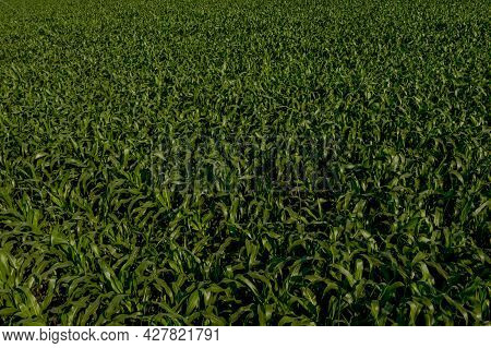 Corn Field With Young Plants On Fertile Soil On Sunset