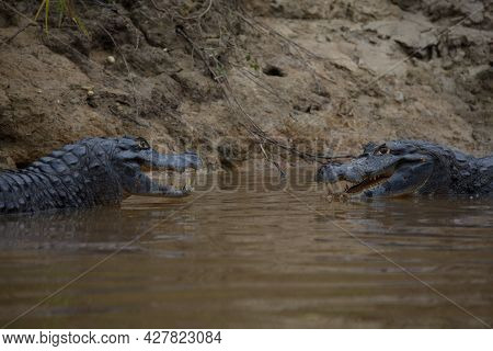 Closeup Portrait Of Two Black Caiman (melanosuchus Niger) Fighting In Water With Jaws Open Showing T