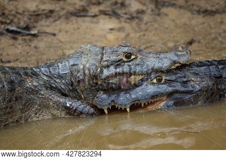 Extreme Closeup Portrait Of Two Black Caiman (melanosuchus Niger) Fighting In Water With Jaws Locked