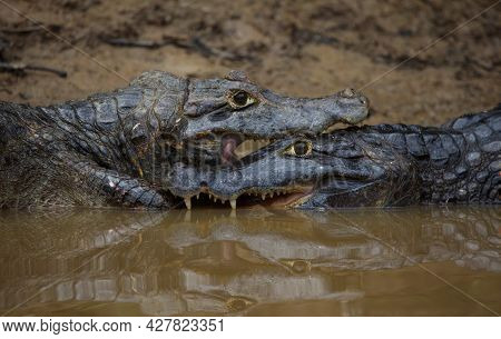 Extreme Closeup Portrait Of Two Black Caiman (melanosuchus Niger) Fighting In Water With Jaws Locked