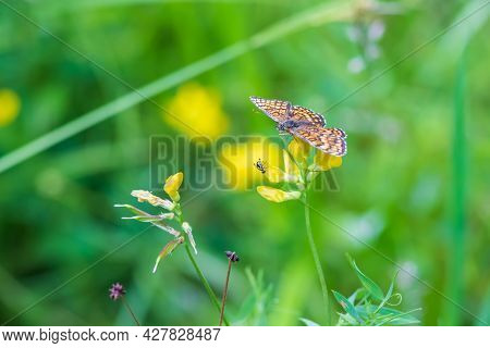 Little Colorful Butterfly On Green Grass. The Background Is Green With Nice Bokeh.