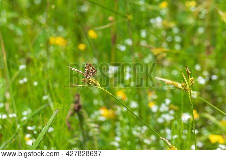 Little Colorful Butterfly On Green Grass. The Background Is Green With Nice Bokeh.