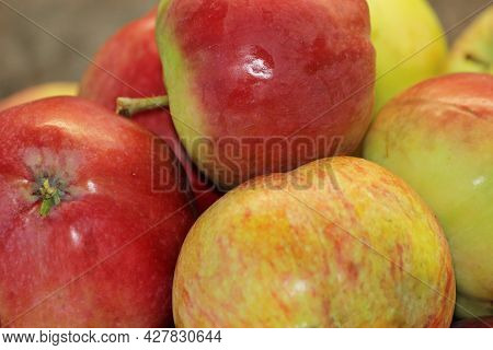 Harvested Fresh Unwashed Fruits, Red Apples In A Cup