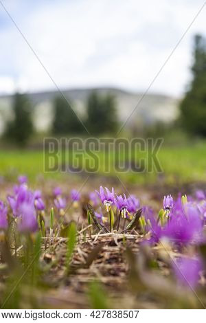 Wild Pink Kandyk Siberian Flowers On Blurred  Background