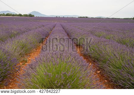 Touristic Destination In South Of France, Colorful Lavender And Lavandin Fields In Blossom In July O