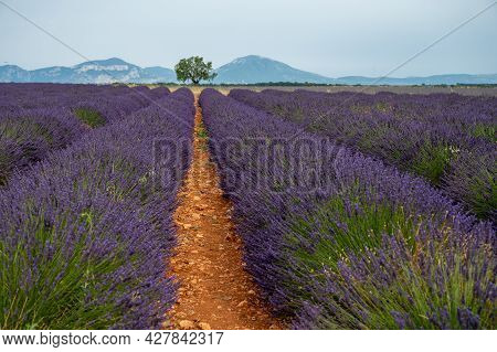Touristic Destination In South Of France, Colorful Lavender And Lavandin Fields In Blossom In July O