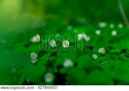 Tiny White Flower Of Wood Sorrel In The Forest Undergrowth On A Gentle Blurred Background