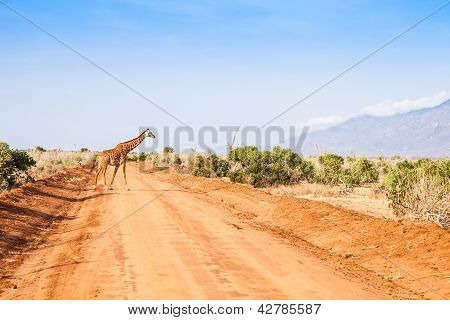Giraffa gratis In Kenya