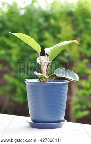 Philodendron Rojo Congo, Philodendron Sp Or Philodendron Plant