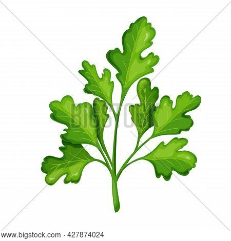 Green Cilantro, Vegetarian Food, Healthy Menu. Herbs , Salad And Meals. Isolated Vector Illustration