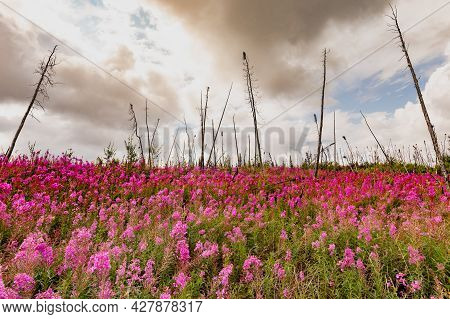 Fireweed, Epilobium Angustifolium, Blooming As Forest Lifecycle Begins Again After Devastating Fores