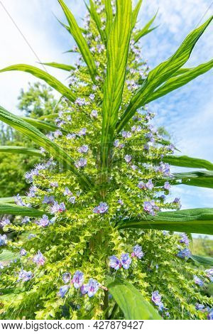Purple Echium Pininana Tree Against Blue Sky.