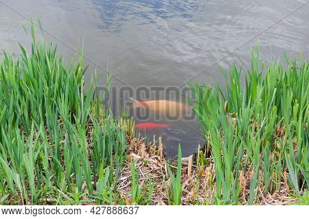 Common Carps And Ornamental Colored Carps In Shallow Water Among Reeds During Spawning
