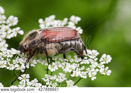 Adult European Chafer, Known Also As May Bug Is Sitting On An Inflorescence Of The White Tiny Flower
