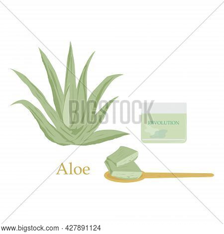Medicinal Herbs. Aloe Vera. Cosmetics. Cosmetic For Face .jar Of Cosmetic Cream