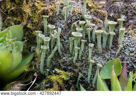 Close Up Of The Trumpet Lichen Cladonia Fimbriata Between Stone Flowers And Moss On A Rock