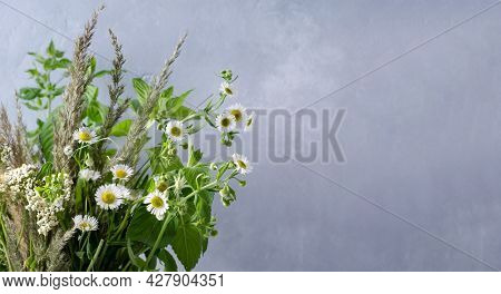 The Concept Of A Plant Summer Background. Field Grass, Daisies, Melisa On A Gray Background With Cop