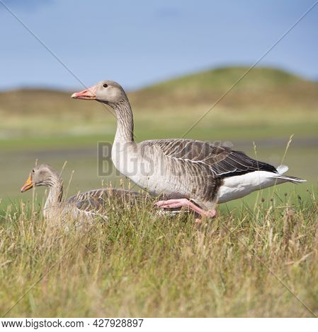 Grey Geese In Summer Grass Are Alert On The Island Of Texel In The Netherlands