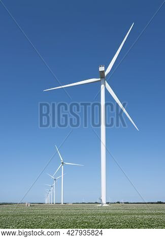 Wind Turbines Under Blue Sky In Blossoming Potatoe Field Near In Part Of Noord Holland Called Wierin