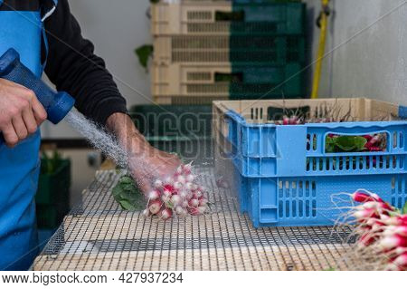 Urban Market Gardening On An Urban Farm