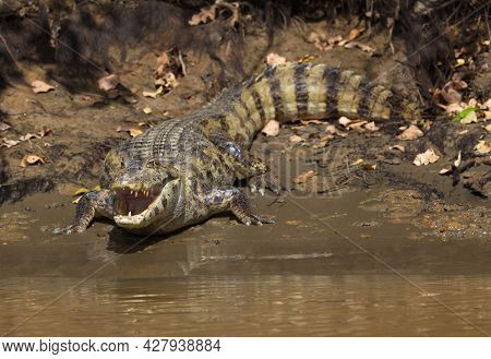 Closeup Head On Portrait Of Black Caiman (melanosuchus Niger) Looking At Camera With Jaws Open Showi