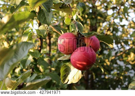 Ripe Red Apples Hang On A Tree Branch