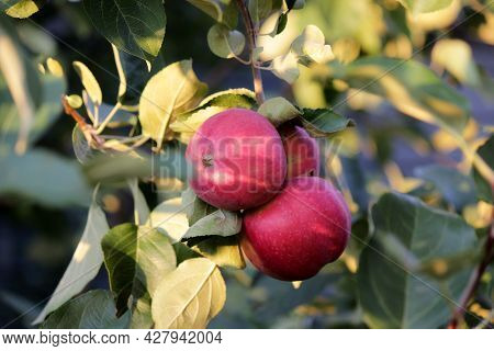 Ripe Red Apples Hang On A Tree Branch