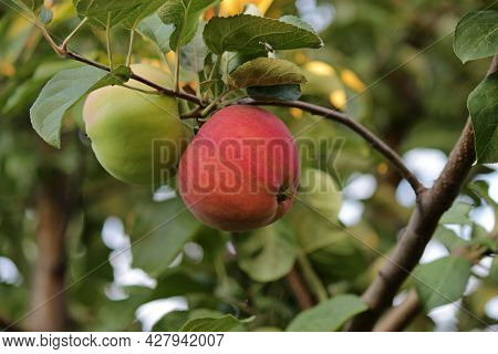 Ripe Red Apples Hang On A Tree Branch