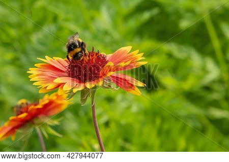 Close-up Shot Of A Bee Collecting Nectar From Rudbeckia Flowers And Carrying Pollen On A Summer Day.